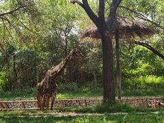 -北京野生动物园