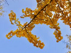 -重庆市江北嘴中央商务区中央公园