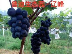 -普迪生态园