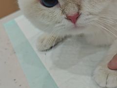 -贝利宠物医院·骨科·眼科·肿瘤转诊中心(南坪诊疗中心)