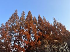 -鸡鸣赐茶(鸡鸣寺路店)