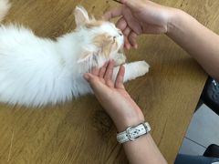 -平行世界·猫咖(首经贸店)