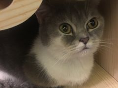 -猫色咖啡·猫咖
