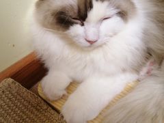 -猫和宫(六道口店)