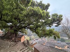 -杨家堂村