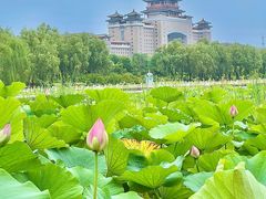 -莲花池公园