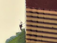 -景月阁空中食府(希尔顿酒店)