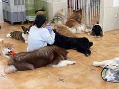 -Let's go狗咖·猫咖·奶狗·桌游(春熙路IFS店)