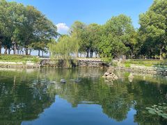 -溱湖国家湿地公园