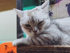 -猫咪博物馆(顶澳仔猫街店)