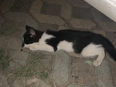 -伟伟宠物医院·瑞派猫友好医院·猫科(光谷店)