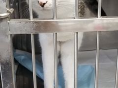 -特一安24小时宠物医院·骨科·中兽医