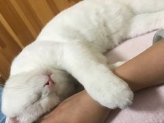 -纳吉亚猫专科动物医院(康都外科中心)