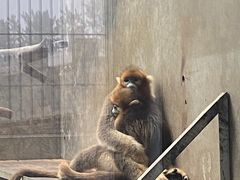 -西霞口神雕山野生动物世界