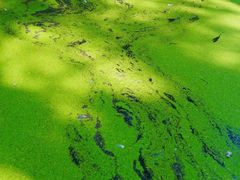 -渌洋湖湿地公园