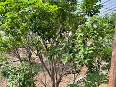 -呀路古热带植物园