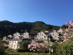 -雁南飞茶田景区