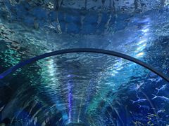 -海合安武汉极地海洋公园