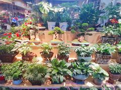 -大自然花鸟鱼虫市场