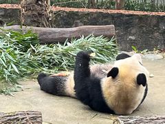 -都江堰中华大熊猫苑