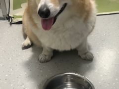 -凯瑞希宠物医院·狂犬免疫·微创·皮肤科