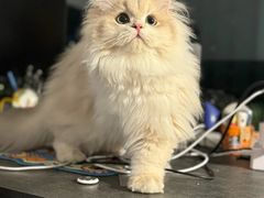 -lincat·猫舍(广州店)