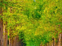 -黄海国家森林公园