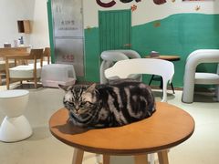 -藏猫猫咖啡主题馆(中央大道店)