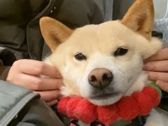 -南京Hallo宠物乐园·哈罗犬舍·柴犬繁育基地