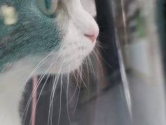 -屋虎猫馆(宝安大仟里店)