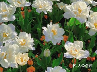 🪴春暖花开，百花齐放 ，一年之计在于春