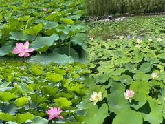 -莲花池公园