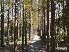 -上海长兴岛郊野公园