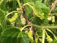 -南京小时候桑葚采摘园