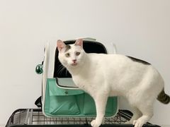 -御宝贝·A梦猫科宠物医院(国际猫友好医院)