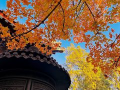 -香山公园