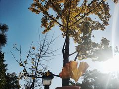 -八大关景区