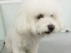 -达爱动物医院·犬猫分区·CT·复杂眼科(远洋山水分院)