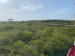 -北海金海湾红树林生态旅游区