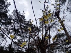 -铁山坪森林公园