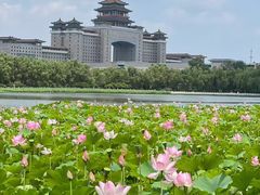 -莲花池公园
