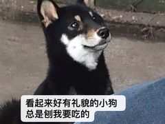 -柴犬高等学院·狗咖·柴犬售卖·宠物训练