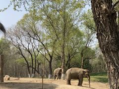 -北京野生动物园