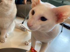 -飞行喵MR PILOT|猫舍·猫咖(静安大融城店)