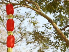 -天适樱花悠乐园