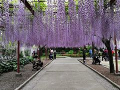 -嘉定紫藤园
