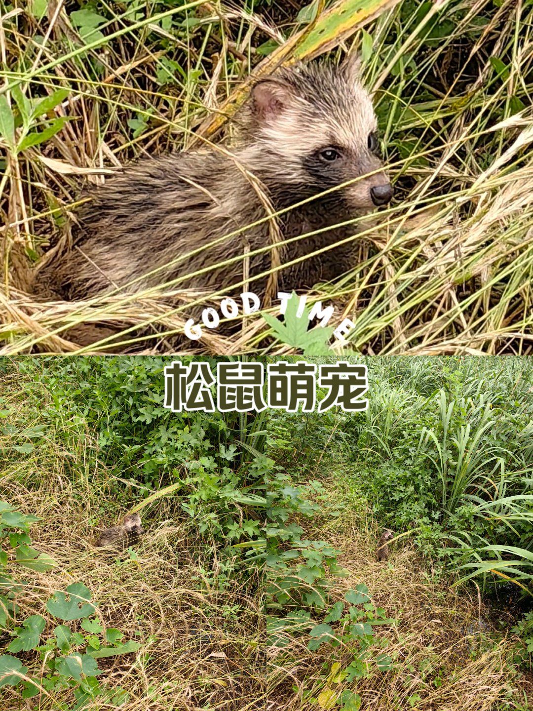 果子狸?还是小狐狸?#乡野田间 #神奇的大自然