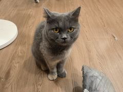 -楼上猫咖(罗湖店)