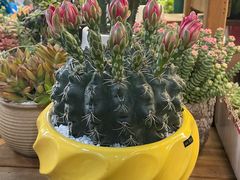 -双季花艺园艺市场(浦东店)