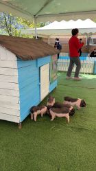 -萌宠亲子动物乐园(槐房万达店)